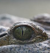 Exploring the Estuarine Crocodile Tour