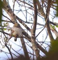 Migratory Birds Tour