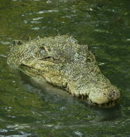 Wildlife Tour of Odisha